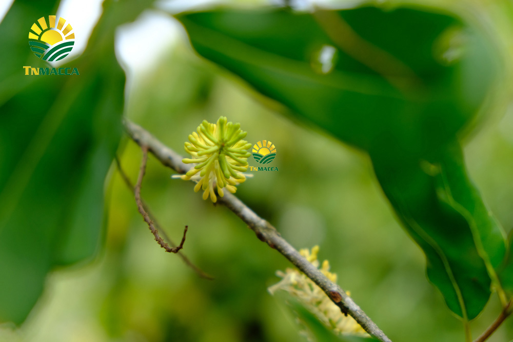 Cách làm bột ngũ cốc với hạt macca ,Hạt macca tốt hơn hạt óc chó?